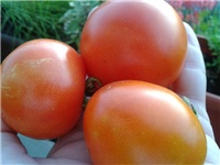 81178bce-Fotografija0227 (2).jpg